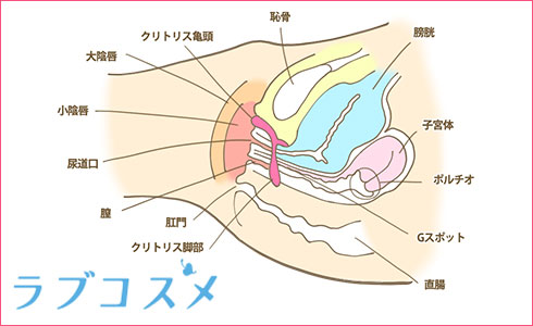体内の陰核脚が膨らむ前の図