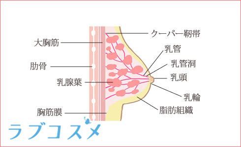 バスト（乳房）の筋肉や内部組織と構造