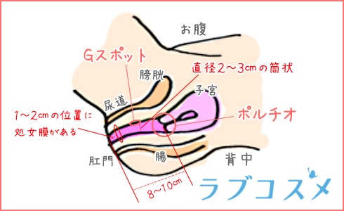 女性の膣周りの構造と、処女膜の位置を示した図