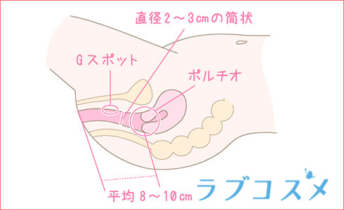 女性器の構造：平均的な膣の直径は２～３cm、長さは８～１０cm程度
