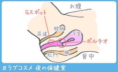 女性の性器周辺の構造と、Gスポット・ポルチオの位置を示したイラスト