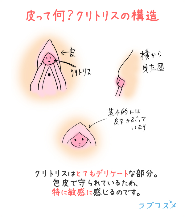 皮って何？クリトリスの構造